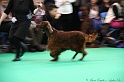 Crufts2011 723